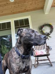 Found/Stray Male Dog last seen 264th & orting Kapowsin hwy, Graham, WA 98338