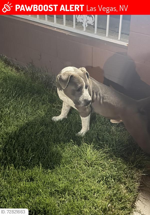 Lost Male Dog last seen Near plainview ave , Las Vegas, NV 89122