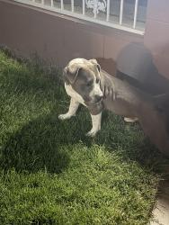 Lost Male Dog last seen Near plainview ave , Las Vegas, NV 89122