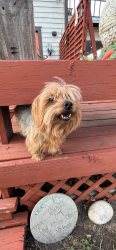 Lost Female Dog last seen Forest Park, Fort Worth, TX 76110