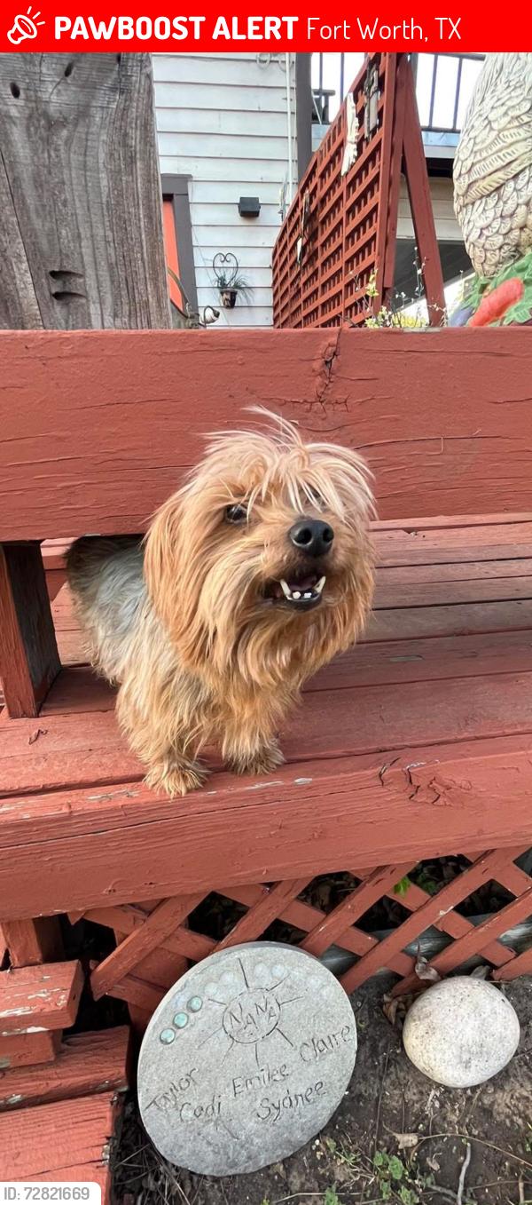Lost Female Dog last seen Forest Park, Fort Worth, TX 76110