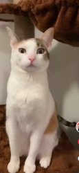 Lost Female Cat last seen aztec St and Borden, Los Angeles, CA 91342