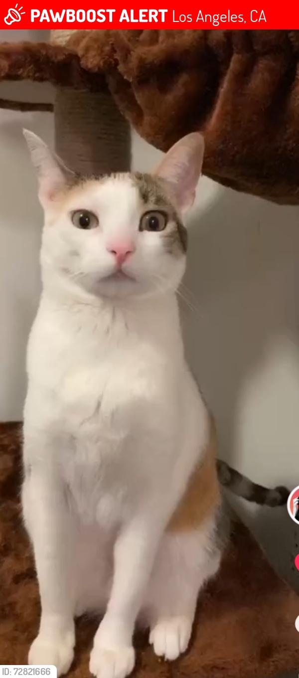 Lost Female Cat last seen aztec St and Borden, Los Angeles, CA 91342