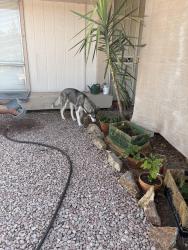 Found/Stray Female Dog last seen 41st and Redfield, Phoenix, AZ 85053