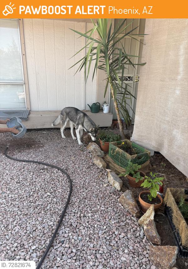Found/Stray Female Dog last seen 41st and Redfield, Phoenix, AZ 85053
