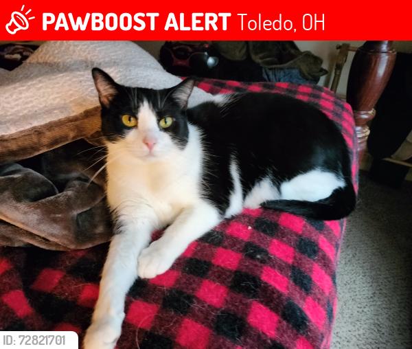 Lost Female Cat last seen Alexis Road, Toledo, OH 43613