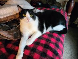 Lost Female Cat last seen Alexis Road, Toledo, OH 43613