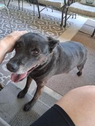 Found/Stray Female Dog last seen 71st Street and 46th ave N, St. Petersburg, FL 33709