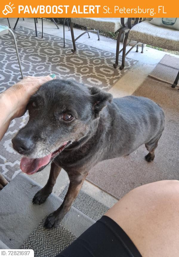 Found/Stray Female Dog last seen 71st Street and 46th ave N, St. Petersburg, FL 33709