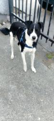 Found/Stray Male Dog last seen El Camino and evergreen, Sacramento, CA 95838