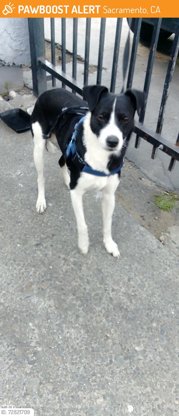 Found/Stray Male Dog last seen El Camino and evergreen, Sacramento, CA 95838