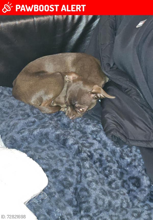Lost Female Dog last seen Mission lakes Blvd. & clbh Blvd., Desert Hot Springs, CA 92240