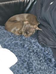 Lost Female Dog last seen Mission lakes Blvd. & clbh Blvd., Desert Hot Springs, CA 92240