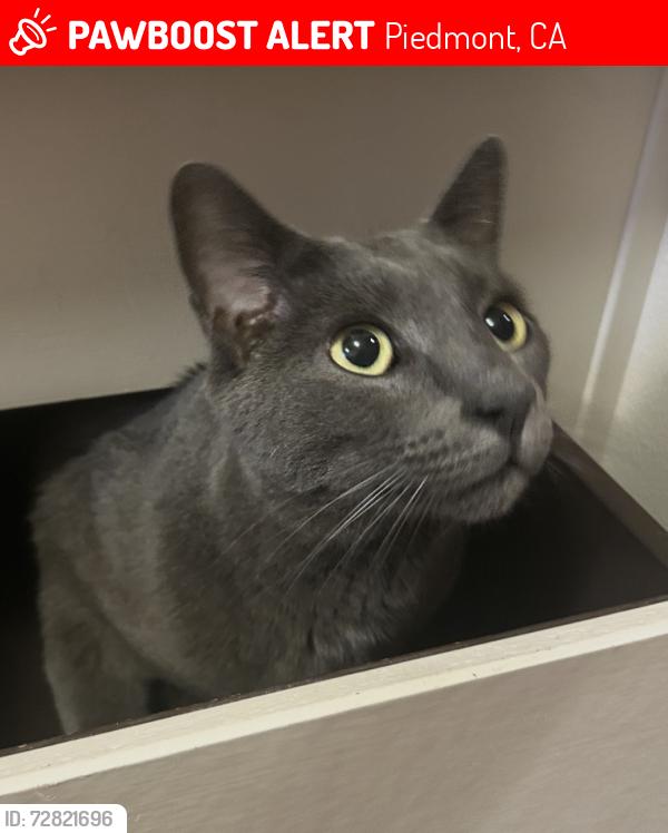 Lost Male Cat last seen Hampton Field, Piedmont, CA 94611