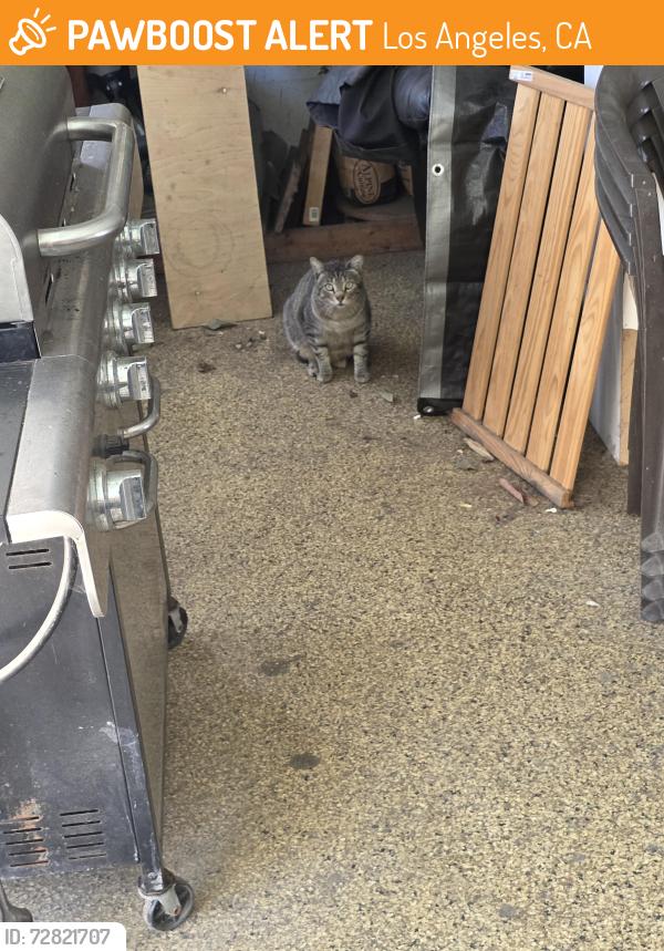 Found/Stray Unknown Cat last seen Between main and Broadway. On 127th st.  By Athens park, Los Angeles, CA 90061