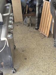 Found/Stray Unknown Cat last seen Between main and Broadway. On 127th st.  By Athens park, Los Angeles, CA 90061