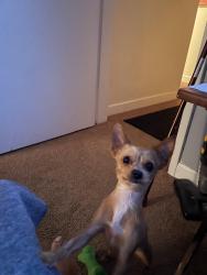 Lost Female Dog last seen Main street, Park Forest, IL 60466