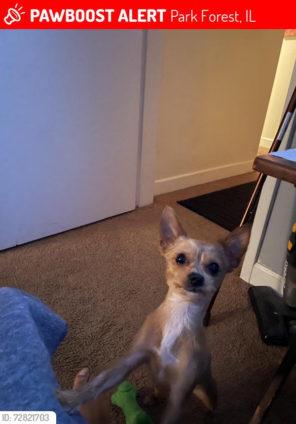 Lost Female Dog last seen Main street, Park Forest, IL 60466
