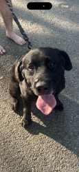 Found/Stray Male Dog last seen Teche drive and Pinhook , Lafayette, LA 70503