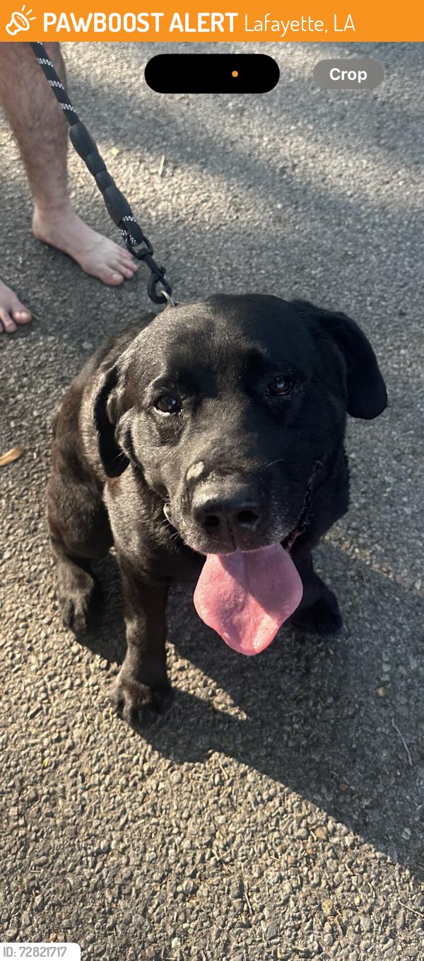 Found/Stray Male Dog last seen Teche drive and Pinhook , Lafayette, LA 70503
