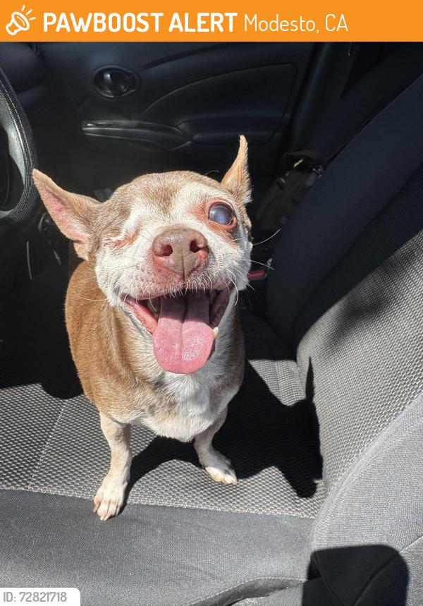 Found/Stray Female Dog last seen By Johansen, near creekwood next to corner hses., Modesto, CA 95357