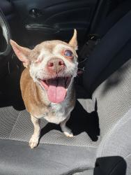 Found/Stray Female Dog last seen By Johansen, near creekwood next to corner hses., Modesto, CA 95357