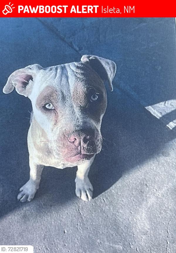 Lost Male Dog last seen Is least:arenal and blake, Isleta, NM 87022