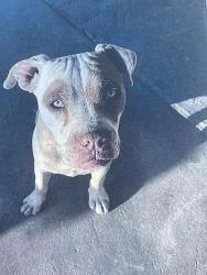 Lost Male Dog last seen Is least:arenal and blake , Isleta, NM 87022
