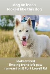 Found/Stray Unknown Dog last seen N Columbus and E Fort Lowell rd, Tucson, AZ 85712