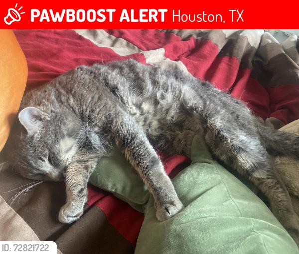 Lost Male Cat last seen Vander rock dr, Houston, TX 77095