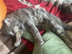 Lost Male Cat last seen Vander rock dr, Houston, TX 77095