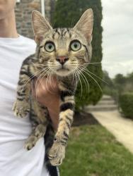 Found/Stray Female Cat last seen Linfield terr, Leesburg, VA 20176