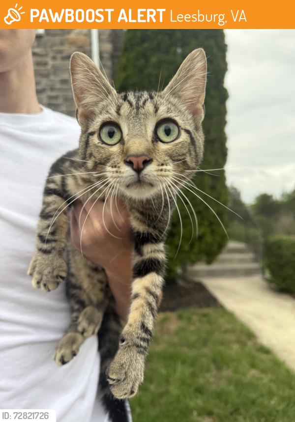 Found/Stray Female Cat last seen Linfield terr, Leesburg, VA 20176