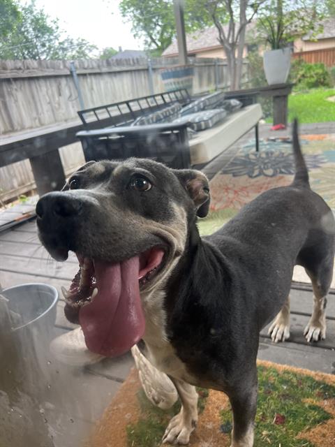 Shelter Stray Female Dog last seen Near BLOCK OF DONALDSON AVE, San Antonio, TX 78227