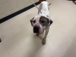 Shelter Stray Male Dog last seen Near BLOCK N 47TH ST, Milwaukee, WI 53215