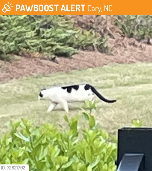 Found/Stray Unknown Cat last seen Vineyard Mist Dr Cary 27519, Cary, NC 27519