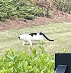Found/Stray Unknown Cat last seen Vineyard Mist Dr Cary 27519, Cary, NC 27519