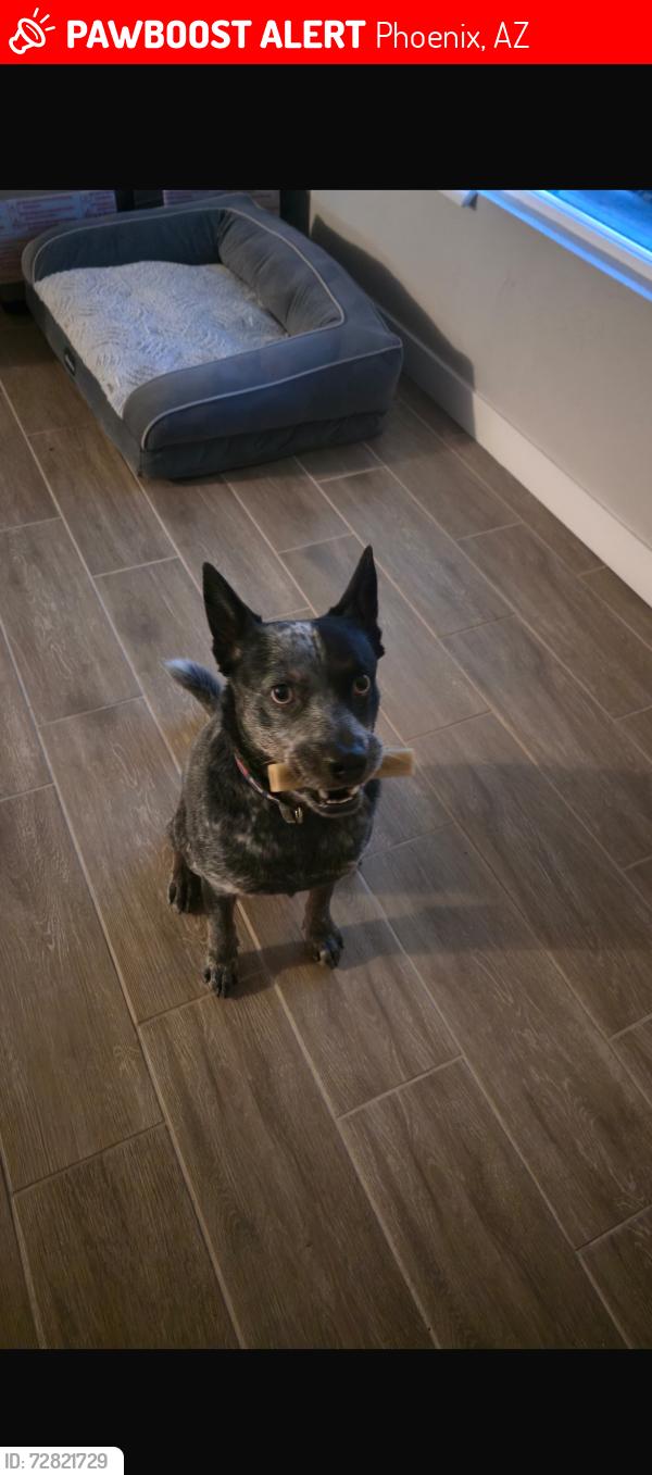 Lost Male Dog last seen N 37th St & E Verde Ln Phoenix, AZ  85018 United States, Phoenix, AZ 85018