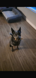Lost Male Dog last seen N 37th St & E Verde Ln Phoenix, AZ  85018 United States, Phoenix, AZ 85018