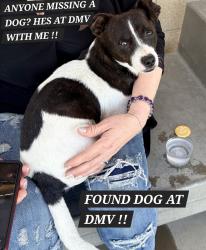 Found/Stray Male Dog last seen Dmv olive and weber, Fresno, CA 93728