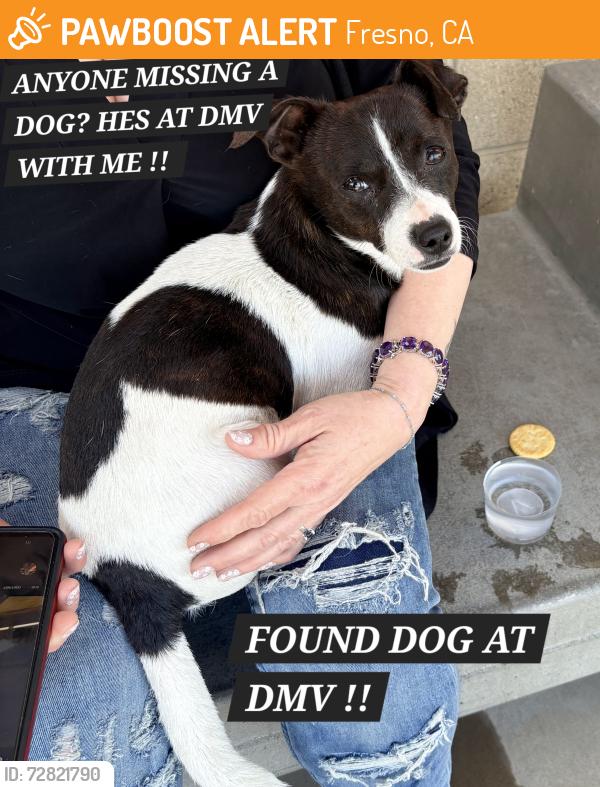Found/Stray Male Dog last seen Dmv olive and weber, Fresno, CA 93728