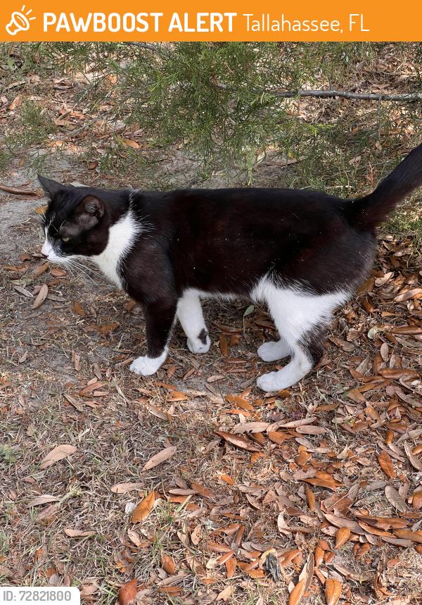 Found/Stray Unknown Cat last seen Martha Wellman Park, Tallahassee, FL 32304