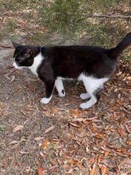 Found/Stray Unknown Cat last seen Martha Wellman Park, Tallahassee, FL 32304
