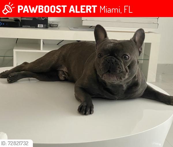 Lost Male Dog last seen Near sunset dr Miami FL 33193 , Miami, FL 33193