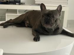 Lost Male Dog last seen Near sunset dr Miami FL 33193 , Miami, FL 33193