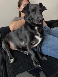 Lost Male Dog last seen Solid Rock Baptist Church , Marshville, NC 28103