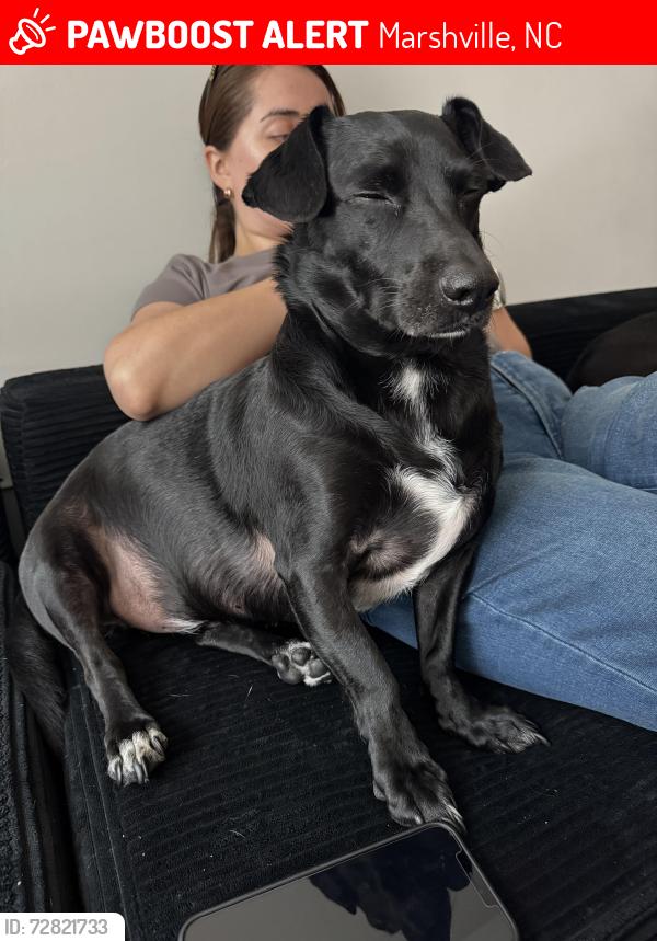 Lost Male Dog last seen Solid Rock Baptist Church , Marshville, NC 28103