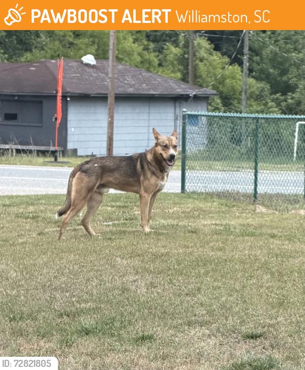 Found/Stray Unknown Dog last seen Robert’s blvd/ SC20 williamston , Williamston, SC 29697