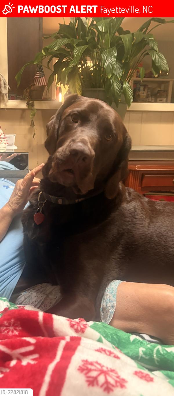 Lost Male Dog last seen Westhill dr , Fayetteville, NC 28304