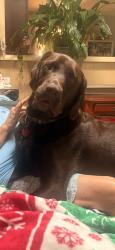 Lost Male Dog last seen Westhill dr , Fayetteville, NC 28304
